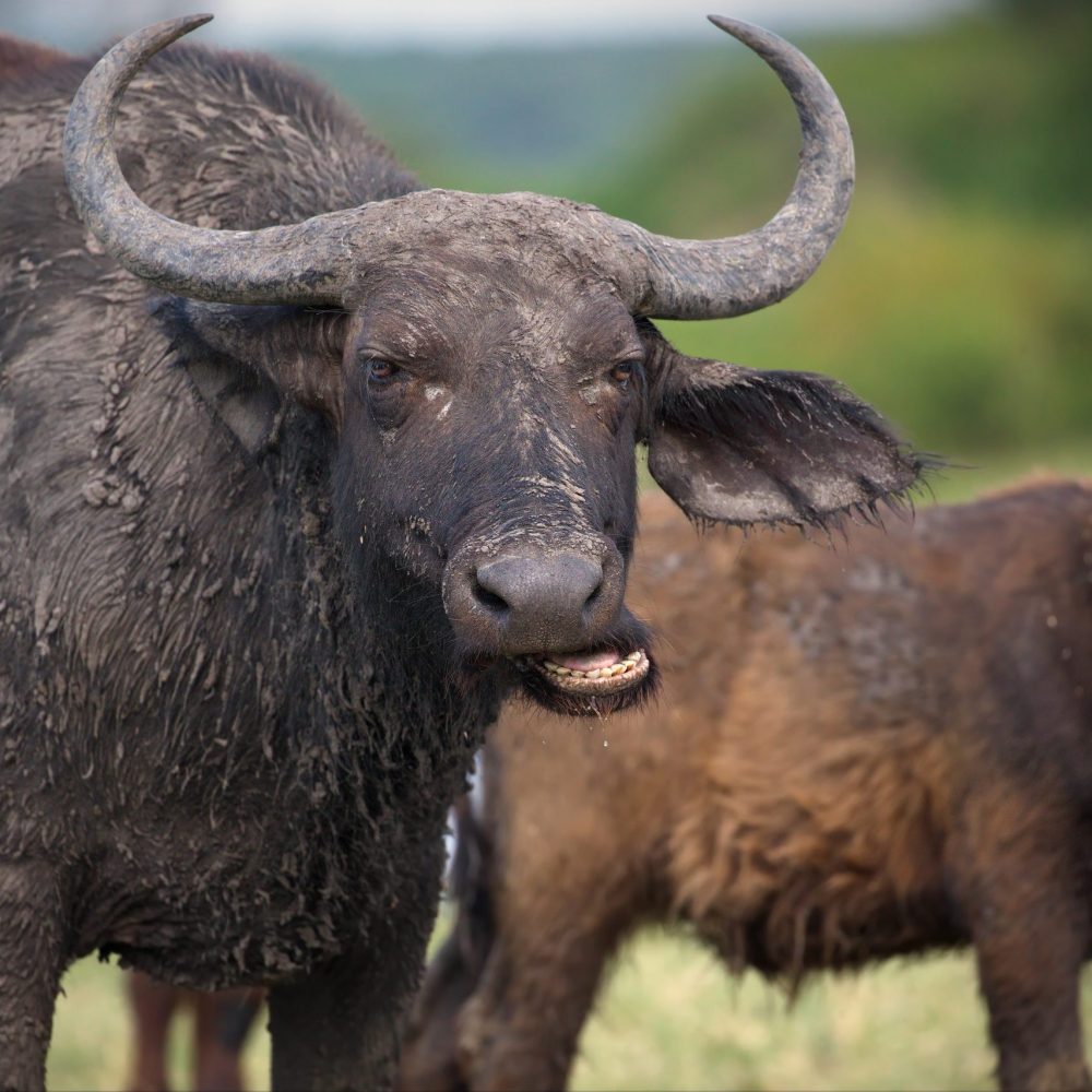 A closeup shot of a buffalo in Uganda